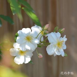 バラ　スノー グース（Snow Goose）｜花の手帖のバラ図鑑