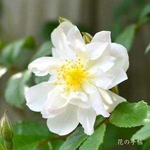 バラ　スノー グース（Snow Goose）｜花の手帖のバラ図鑑