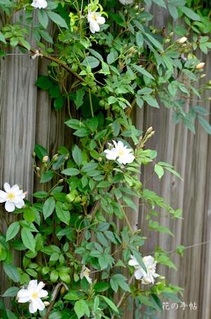 バラ　スノー グース（Snow Goose）｜花の手帖のバラ図鑑