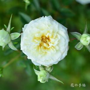 バラ　スノーメイアンディナ｜花の手帖のバラ図鑑