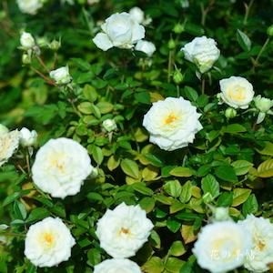 バラ　スノーメイアンディナ｜花の手帖のバラ図鑑