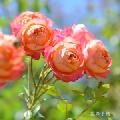 バラ　