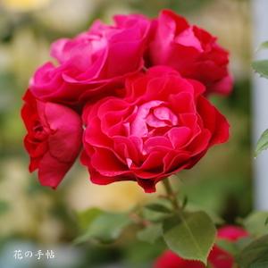 バラ　スーリール ドゥ モナリザ（Sourire de Mona Lisa）｜花の手帖のバラ図鑑