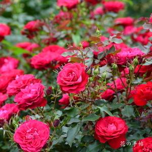 バラ　スーリール ドゥ モナリザ（Sourire de Mona Lisa）｜花の手帖のバラ図鑑