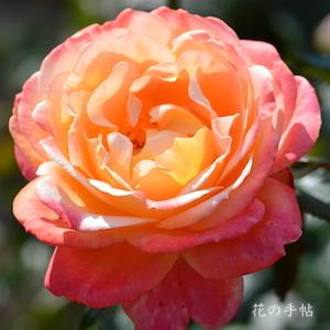 バラ　シュペールバルク（Speelwark）｜花の手帖のバラ図鑑