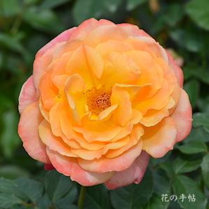 バラ　シュペールバルク（Speelwark）｜花の手帖のバラ図鑑