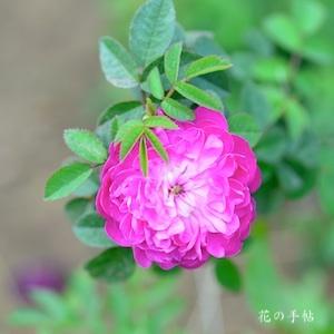 バラ　スポン｜花の手帖のバラ図鑑