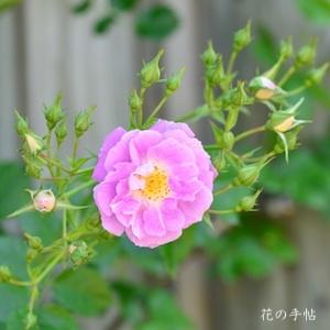 バラ　スプリングメルヘン（Spring Marchen）｜花の手帖のバラ図鑑