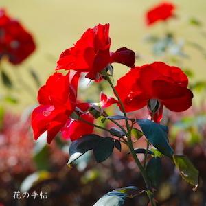 バラ　シュタット エルトビレ（Stadt Eltvlle）｜花の手帖のバラ図鑑