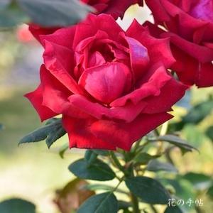 バラ　スターダム（Stardom）｜花の手帖のバラ図鑑
