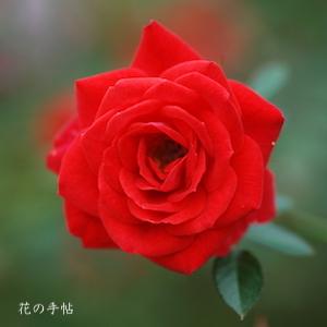 バラ　スタリナ（Starina）｜花の手帖のバラ図鑑