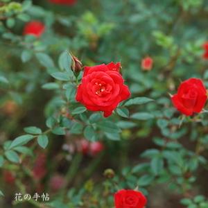 バラ　スタリナ（Starina）｜花の手帖のバラ図鑑