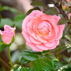 バラ　スター パフォーマー（Star Performer）｜花の手帖のバラ図鑑