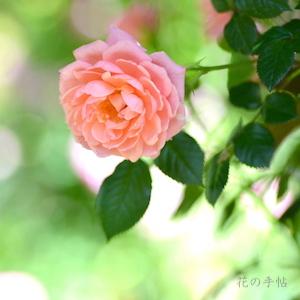 バラ　スター パフォーマー（Star Performer）｜花の手帖のバラ図鑑