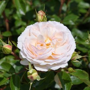 バラ　ステファニーグッテンベルク｜花の手帖のバラ図鑑