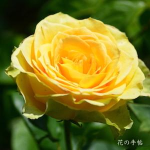 バラ　セントパトリック（St. Patrick）｜花の手帖のバラ図鑑