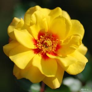 バラ　ストラボ バビロン（Strabo Babylon）｜花の手帖のバラ図鑑