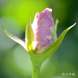 バラ　ストレンジャー（Stranger）｜花の手帖のバラ図鑑