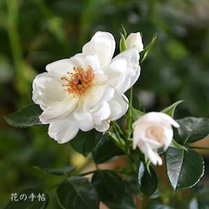 バラ　スターライトシンフォニー（Starlight Symphony）｜花の手帖のバラ図鑑