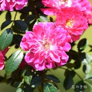 バラ　スマ（須磨）｜花の手帖のバラ図鑑