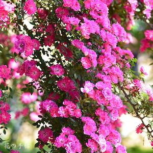 バラ　スマ（須磨）｜花の手帖のバラ図鑑