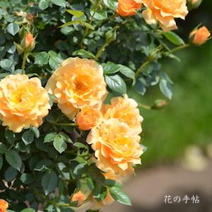 バラ　サンチャーム（Suncharm）｜花の手帖のバラ図鑑