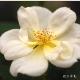 バラ　サニーノックアウト｜花の手帖のバラ図鑑