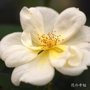 バラ　サニー ノックアウト（Sunny Knock Out）｜花の手帖のバラ図鑑