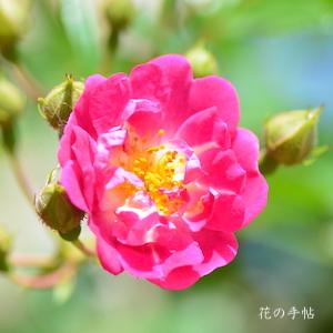 バラ　スーパー エクセルサ（Super Excelsa）｜花の手帖のバラ図鑑