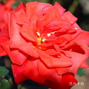 バラ　スーザン デボイ（Susan Devoy）｜花の手帖のバラ図鑑