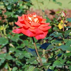 バラ　スーザン デボイ（Susan Devoy）｜花の手帖のバラ図鑑