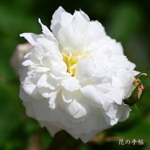 バラ　スーザン ウィリアムズ エリス｜花の手帖のバラ図鑑