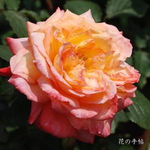 バラ　スーザン（Suzan）｜花の手帖のバラ図鑑