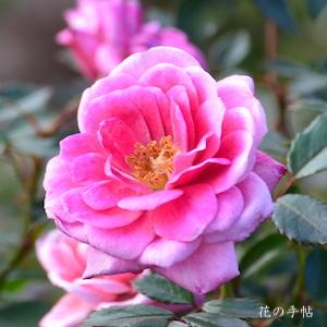 バラ　スージーQ（Suzy Q）｜花の手帖のバラ図鑑