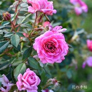 バラ　スージーQ（Suzy Q）｜花の手帖のバラ図鑑