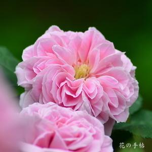 バラ　スヴニール ドゥ マダム オーガスト シャルル｜花の手帖のバラ図鑑