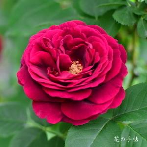 バラ　スヴニール デュ ドクトゥール ジャーマン｜花の手帖のバラ図鑑