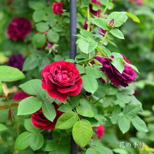 バラ　スヴニール デュ ドクトゥール ジャーマン｜花の手帖のバラ図鑑