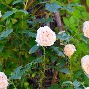 バラ　つる スヴニール ドゥ ラ マルメゾン｜花の手帖のバラ図鑑