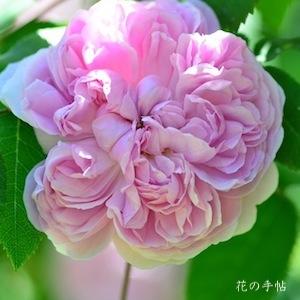 バラ　スヴニール ドゥ マッキンレー（Souvenir de McKinley）｜花の手帖のバラ図鑑