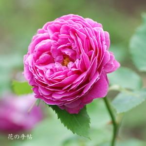 バラ　バラ　スヴニール ドゥ プレジデント リンカーン（ROSE　Souvenir du Président Lincoln）｜花の手帖のバラ図鑑