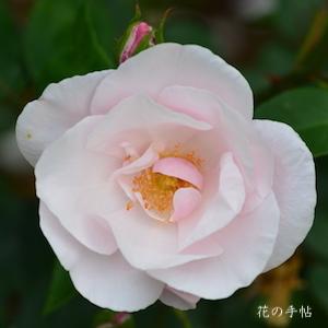 バラ　スヴニール ドゥ セント アン（Souvenir de St. Anne's）｜花の手帖のバラ図鑑