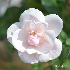 バラ　スヴニール ドゥ セント アン（Souvenir de St. Anne's）｜花の手帖のバラ図鑑