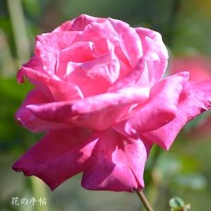 バラ　スワースモア｜花の手帖のバラ図鑑