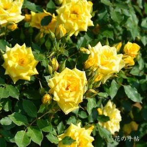 バラ　スウィート ダイアナ（Sweet Diana）｜花の手帖のバラ図鑑