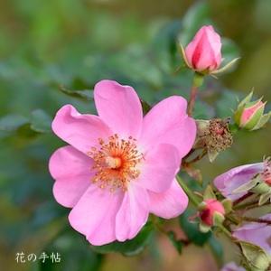 バラ　スウィート ヘイズ（Sweet Haze）｜花の手帖のバラ図鑑