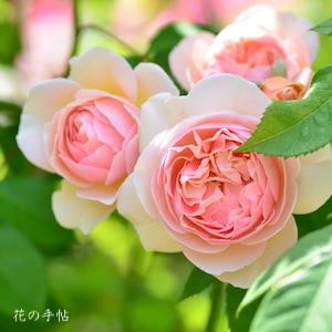 バラ　スウィートジュリエット（Sweet Juliet）｜花の手帖のバラ図鑑