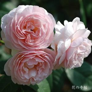 バラ　スウィートジュリエット（Sweet Juliet）｜花の手帖のバラ図鑑