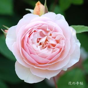 バラ　スウィートジュリエット（Sweet Juliet）｜花の手帖のバラ図鑑