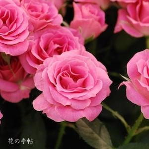 バラ　スウィート リディア（Sweet Lydia）｜花の手帖のバラ図鑑